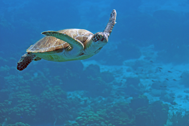 Bucear en Bonaire